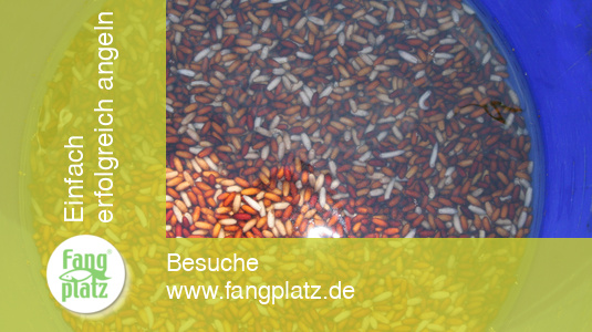 Perfektes Castern mit der Stange im Fluss: So klappt es