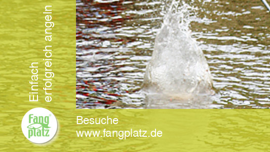 Futterstrategie in schmalen flie&szlig;enden Gew&auml;ssern