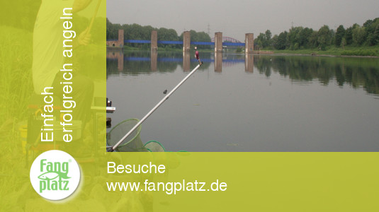 "Klug" gefeedert (1)