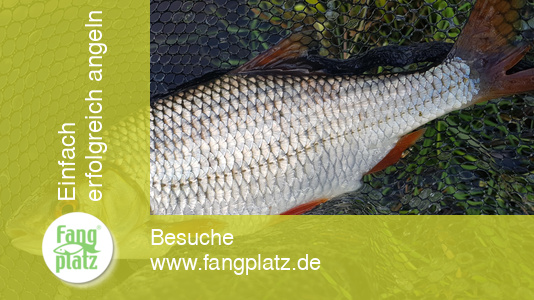 5 Tipps: Mehr Rotaugen im Fluss fangen | fangplatz.de 5 Tipps: Mehr Rotaugen im Fluss fangen | fangplatz.de