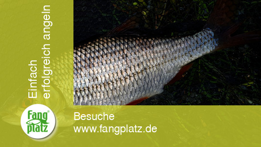 5 Tipps: Mehr Rotaugen im Fluss fangen | fangplatz.de