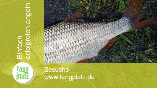 5 Tipps: Mehr Rotaugen im Fluss fangen | fangplatz.de