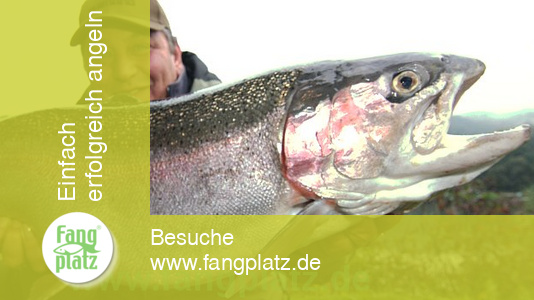 Gro&szlig;e Forellen auf die feine Tour